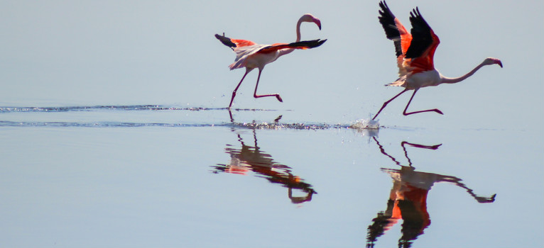 Nationalpark Doñana – Flamingos in Doñana