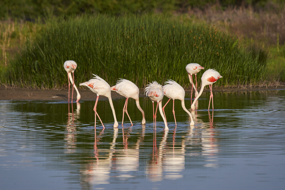 Flamingos auf den Feuchtgebieten von El Rocio