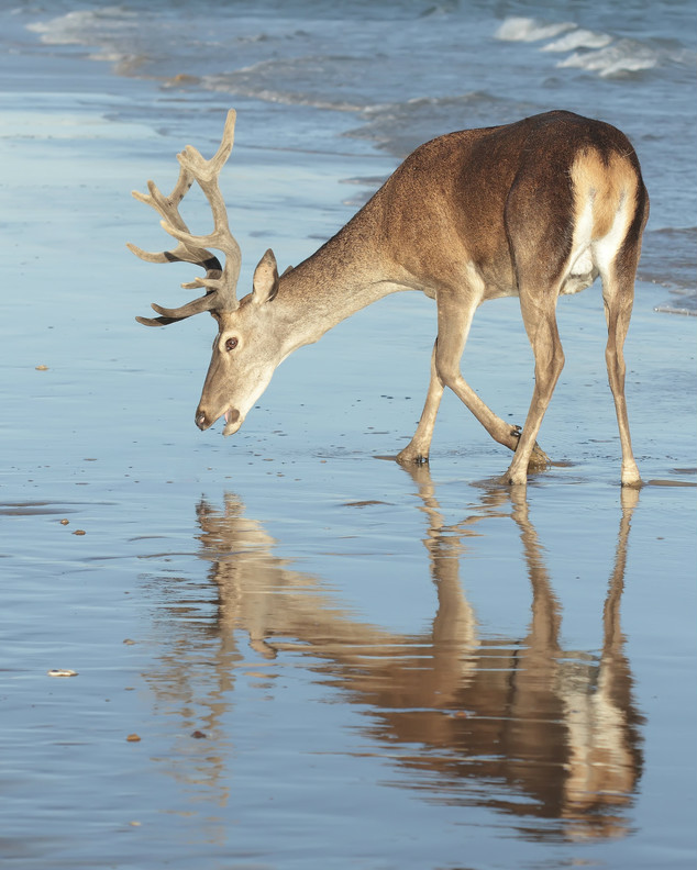 Herten bij Doñana