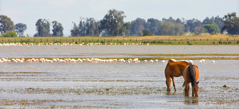 Parques Nacionales de Andalucía – Parque Nacional de Doñana Ejemplar de Lince Ibérico en el Parque Nacional de Doñana