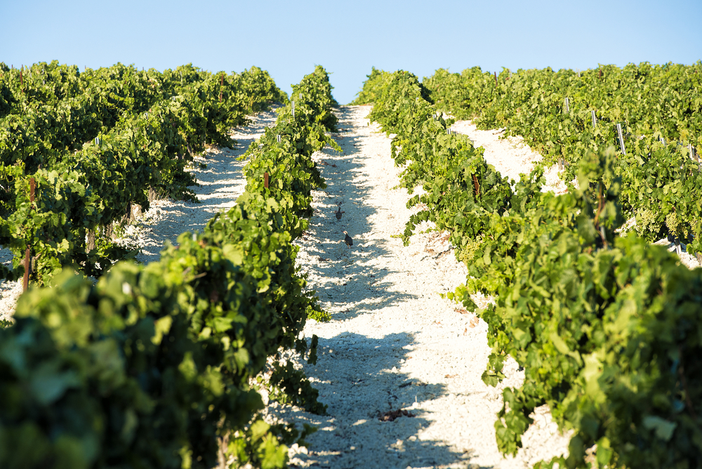 Weinberge mit Trauben in Jerez