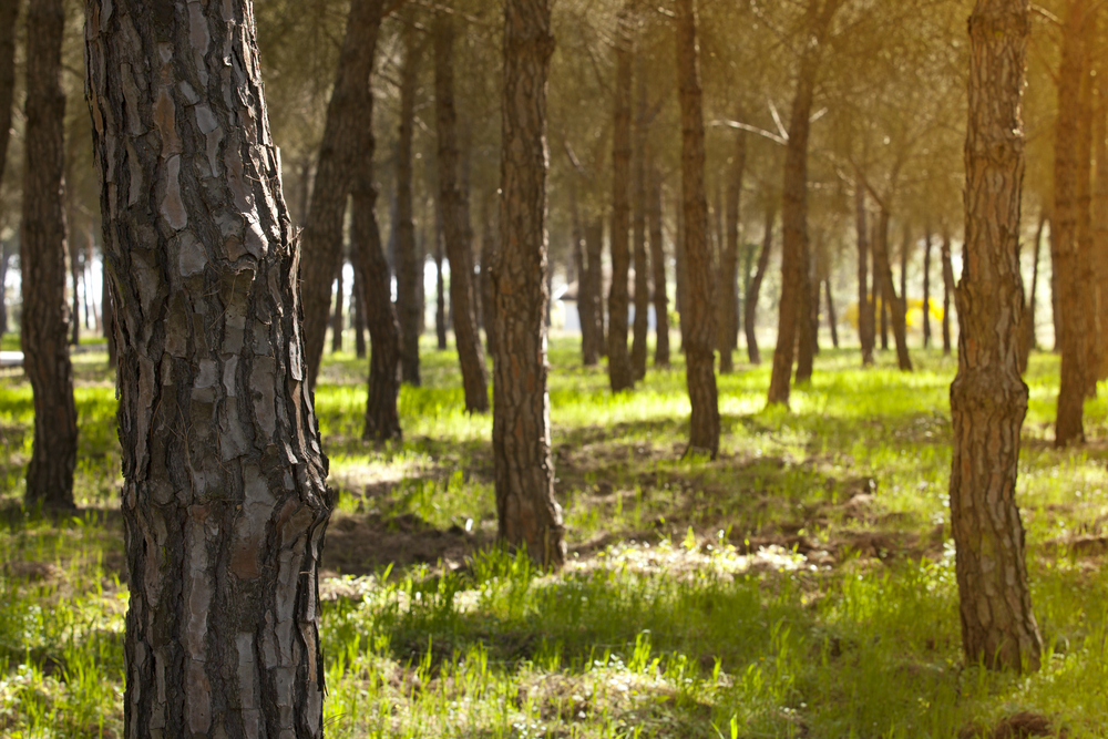 Bos van Doñana