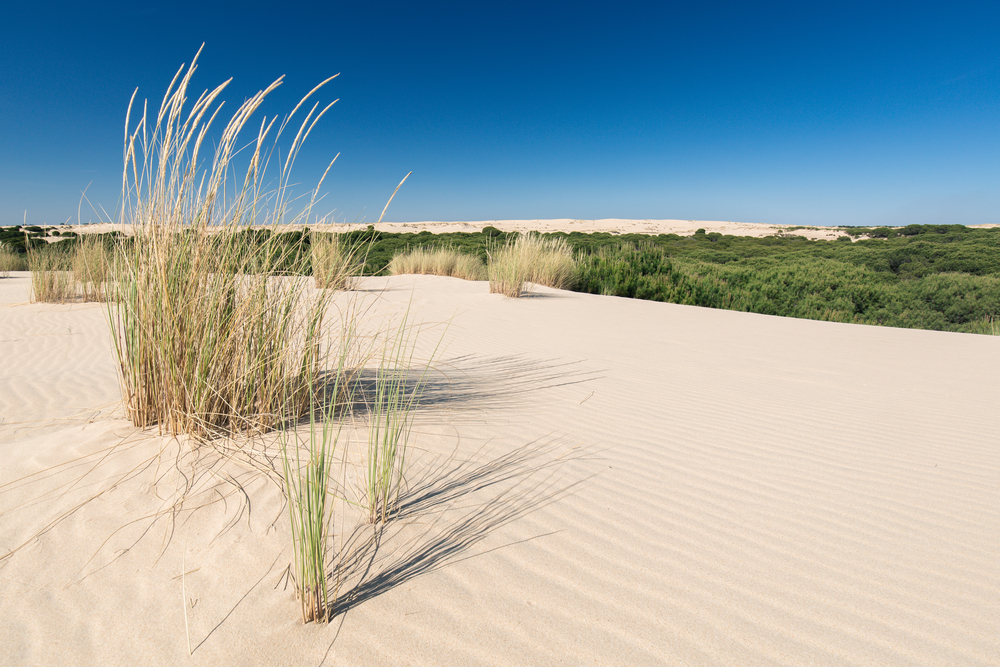 Duinen pad in Doñana