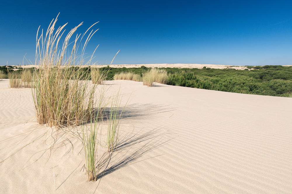 Dunes path in Doñana
