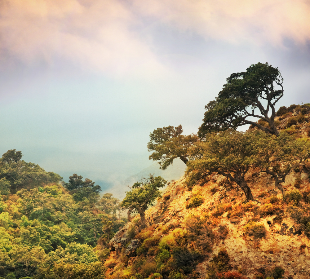 Alcornocales natural park in Cadiz