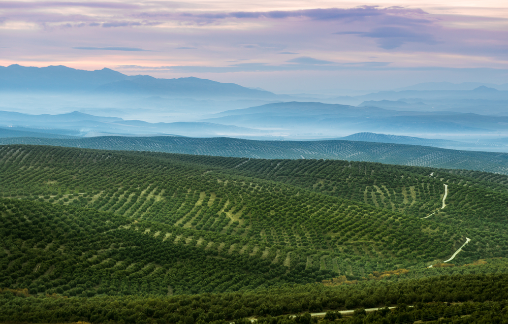 Olive yards in province of Jaen