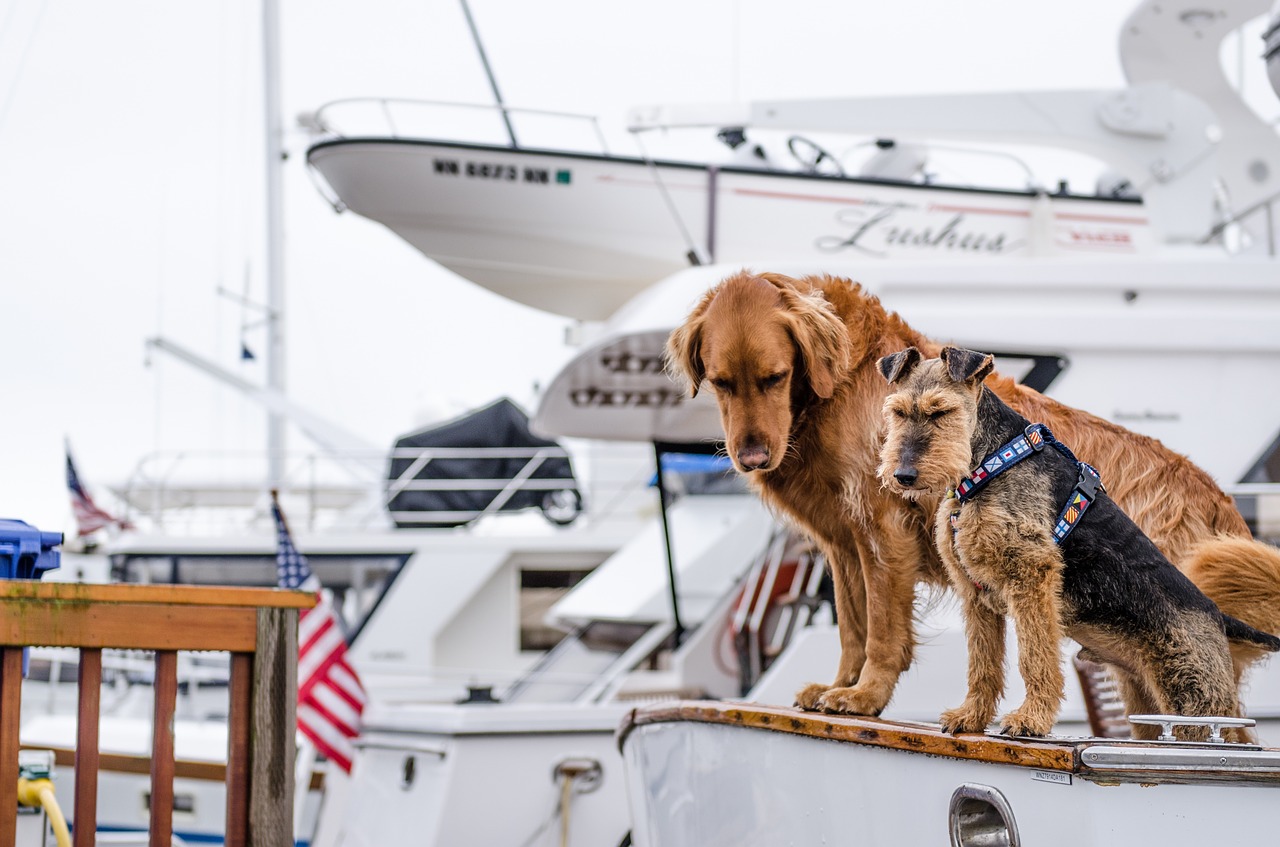 Chiens qui voyagent