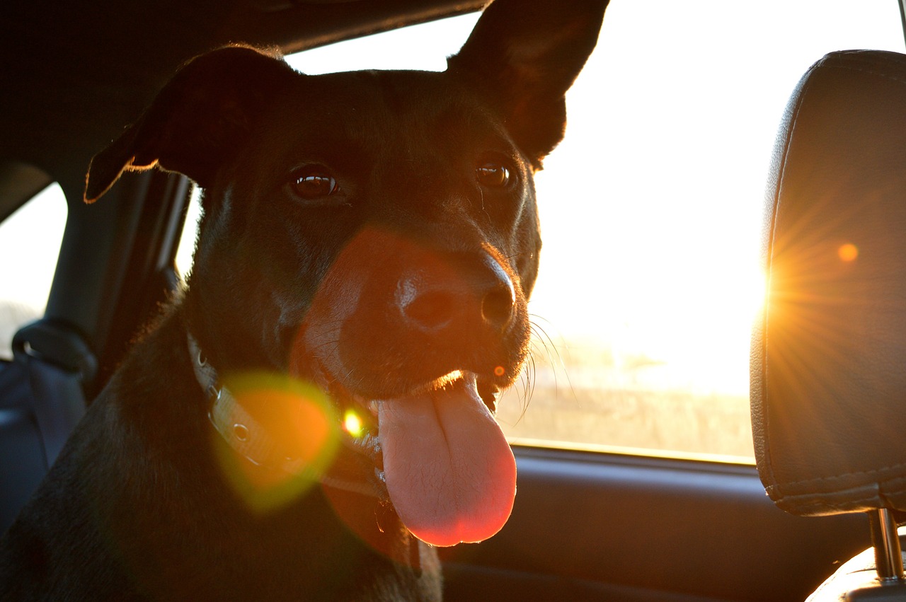 Dog in a car, travelling with pets in Andalucia