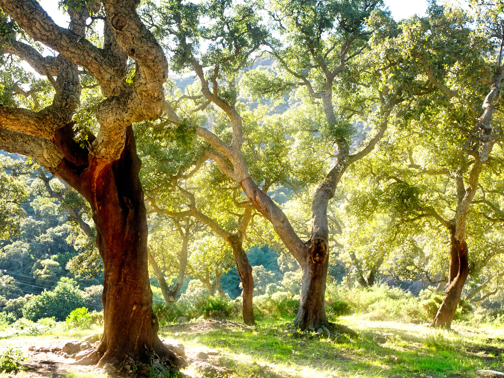 Naturparks an der Costa de la Luz