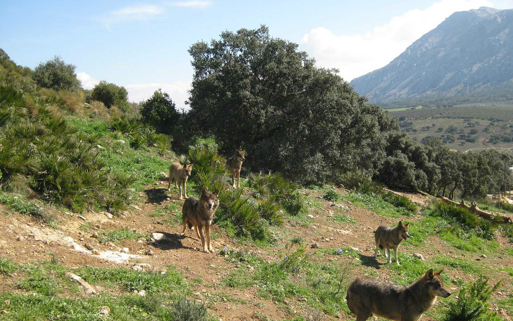 Lobo Park in Antequera