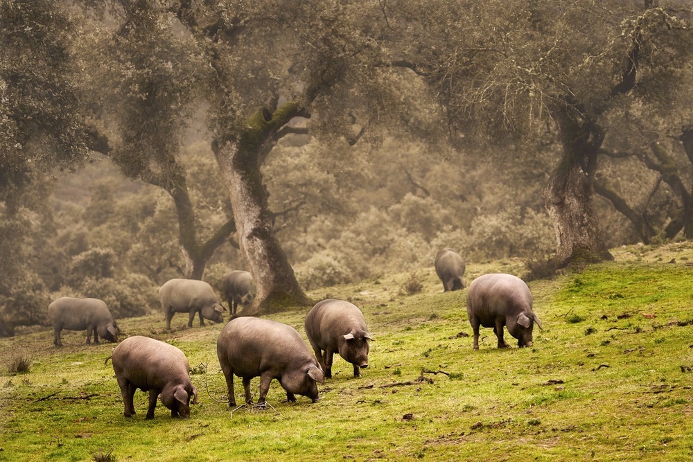 Pata Negra pigs in Huelva