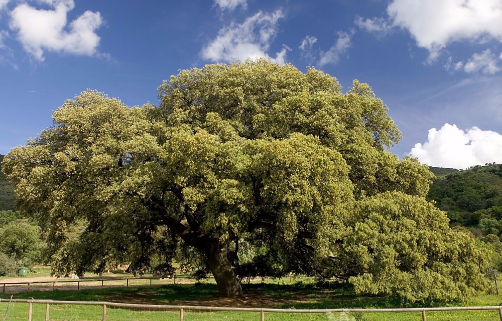 Chaparro de la Vega holm oak