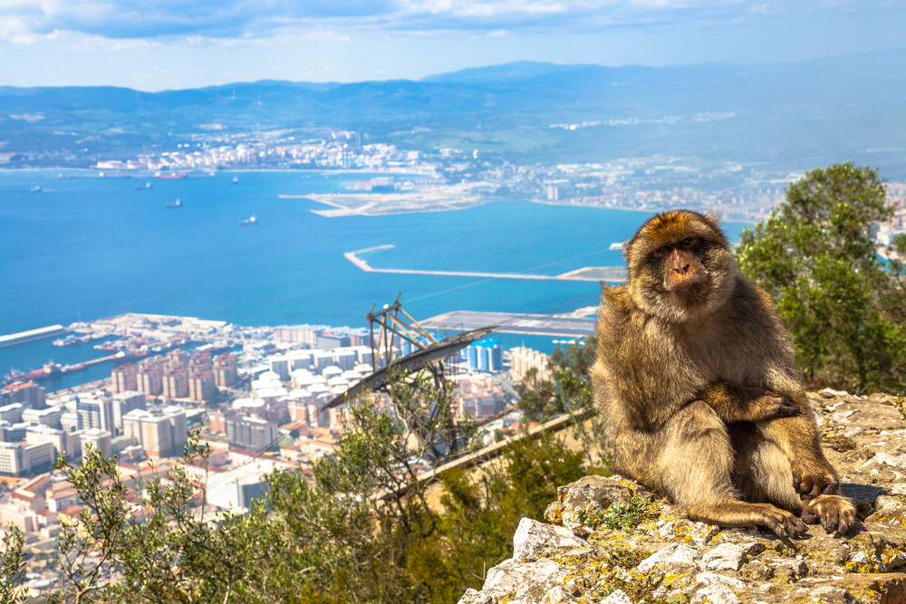 Singes en haut du rocher de Gibraltar