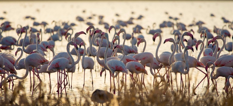 Avistamiento de aves en Málaga
