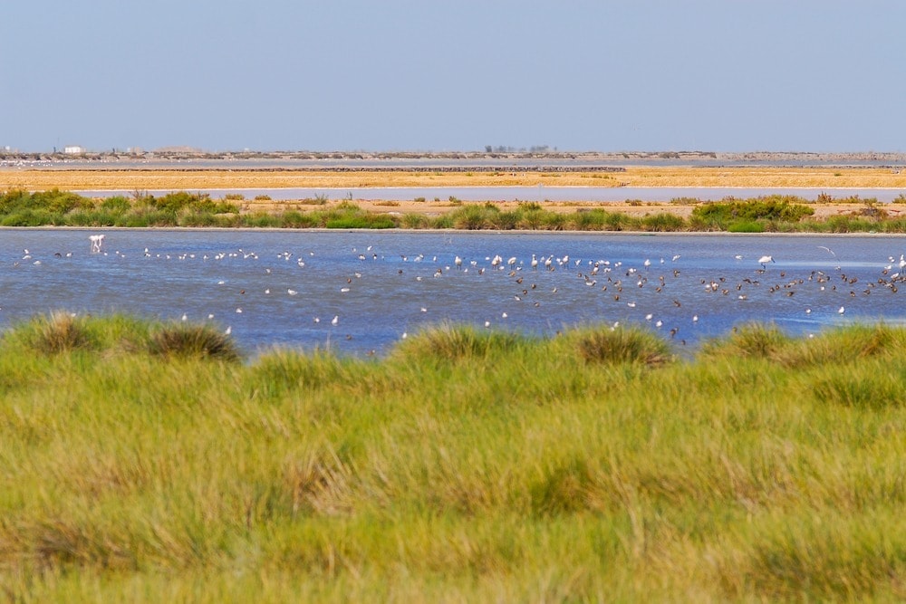 Une marécage dans la parc national de Doñana - Andalousie en 14 jours