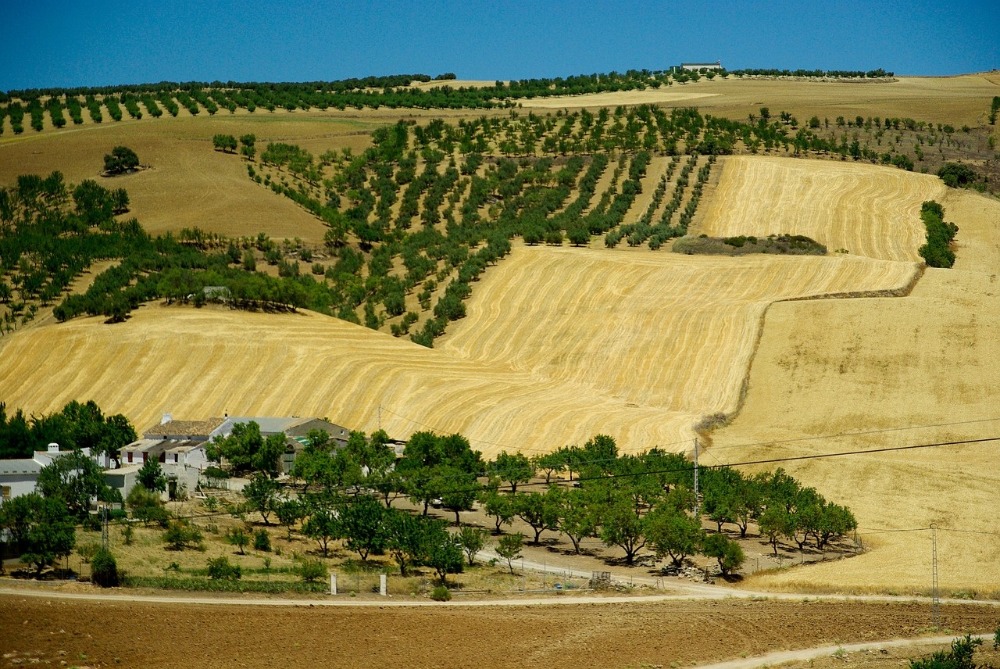 Olivenhaine in Andalusien