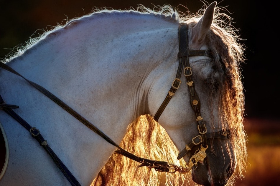 Horse during the Feria del Caballo in Jerez-min