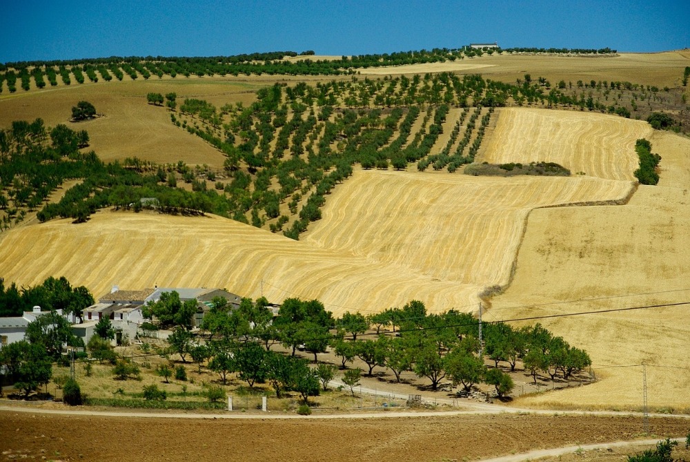 Olijfgaarden in Andalusië