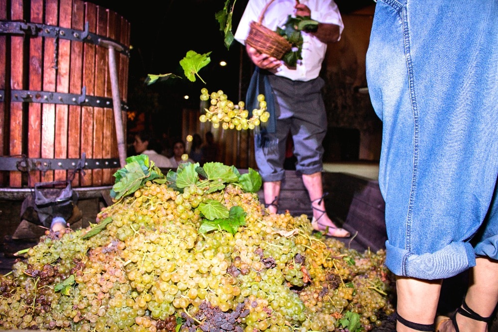 Grape harvest in Montilla