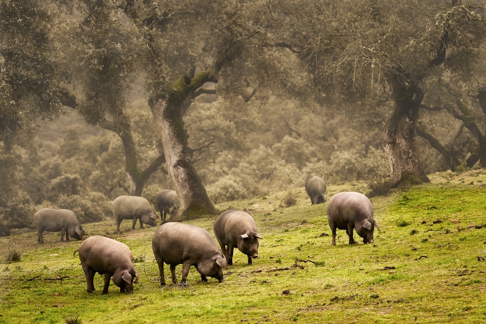 Pigs in the Sierra de Aracena and Pico de Aroche Natural Park