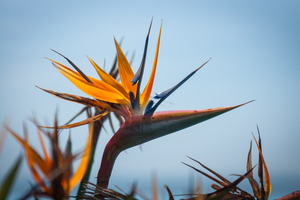 Visit Malaga in spring - Strelitzia 