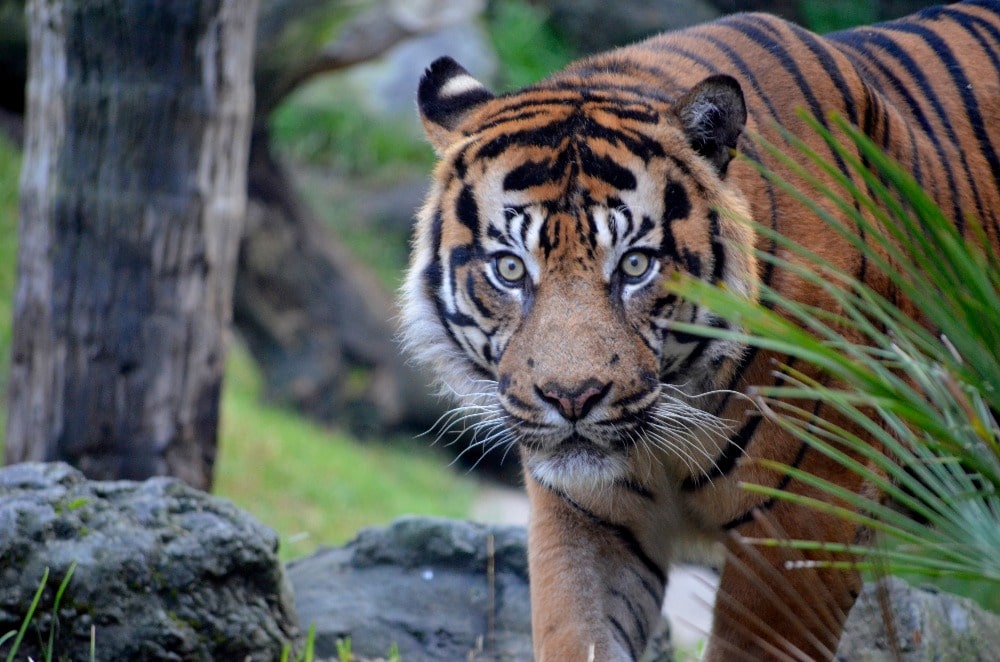 Tijger in Bioparc Fuengirola (stadhuis van Fuengirola)