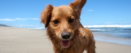 playas para perros en Cádiz