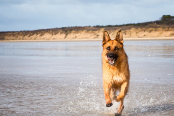 Las mejores playas para perros en Málaga